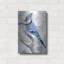 «Blue Jay 2» par Stellar Design Studio-1501898780