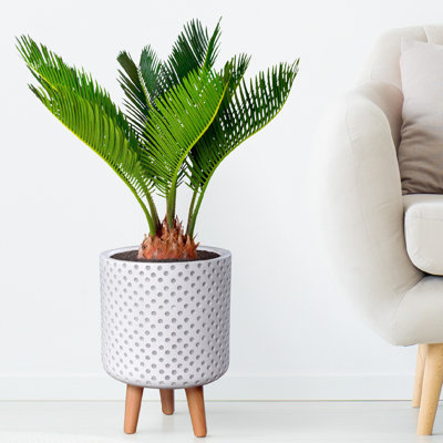 Dotted Style Cylinder Planter with Feet