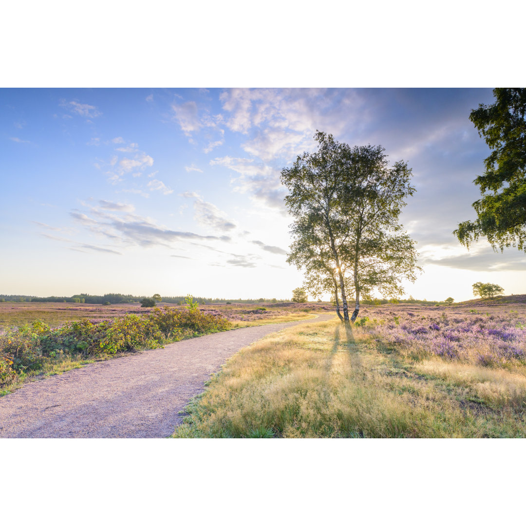 Sonnenaufgang im Sommer von Sjo - Kunstdrucke auf Leinwand