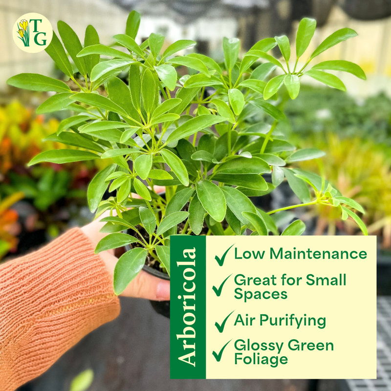 Live Arboricola Plant