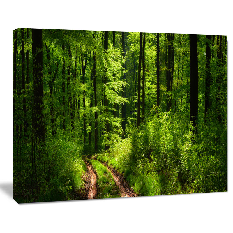 Large Green Forest Landscape Photographic Print on Canvas