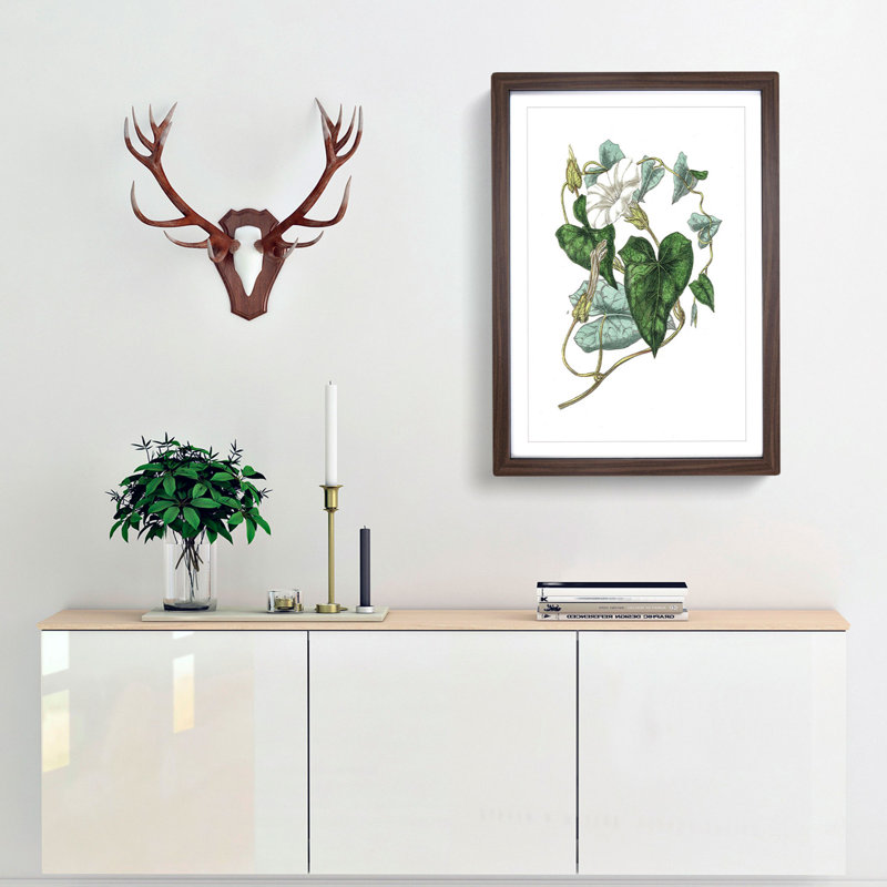 Bindweed Illustration - Single Picture Frame Painting, 45cm H x 33cm W x 2cm D, Walnut Framed