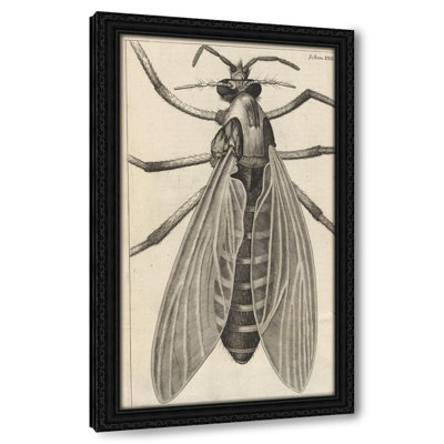 Microscopic view of a great belly'd [bellied] gnat or female gnat (1665)