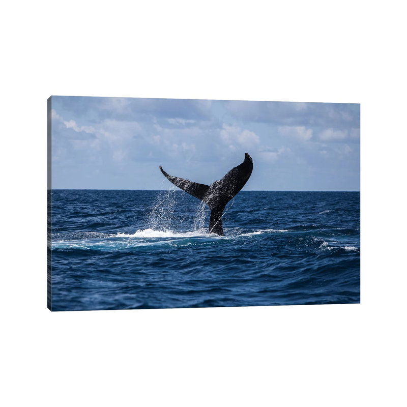 A Humpback Whale Slaps Its Tail On The Surface Of The Atlantic Ocean by Ethan Daniels - Wrapped Canvas Gallery-Wrapped Canvas Giclée