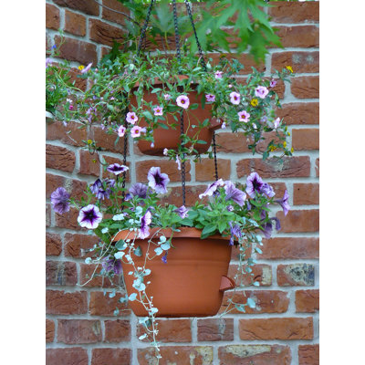 Iola Hanging Planter