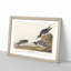 Sandpiper Birds by John Audubon - Picture Frame Painting Print-55601802-55601804