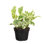 Live Pearls and Jade Pothos Plant