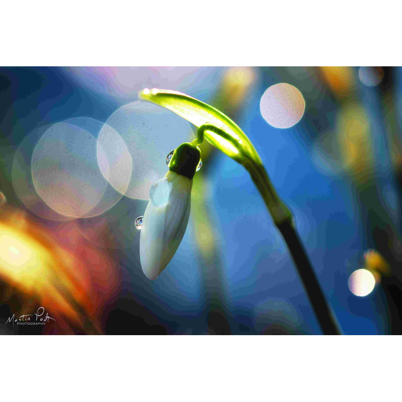 «Snowdrops IV» par Martin Podt - reproduction, Toile tendue, Non, H 8 po x l 12 po