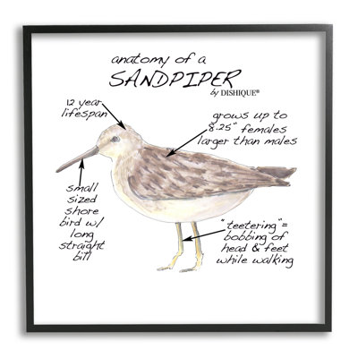 «Sandpiper Beach Bird»