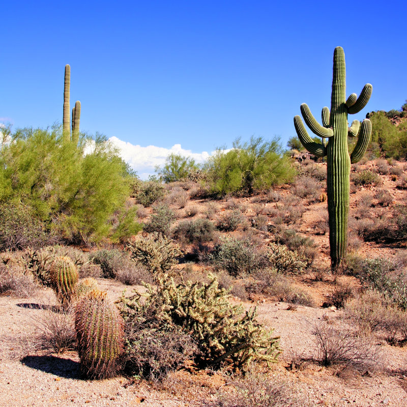 Arizona Desert by Jenifoto - Wrapped Canvas Print, 76cm H x 76cm W 