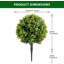 39cm Plant