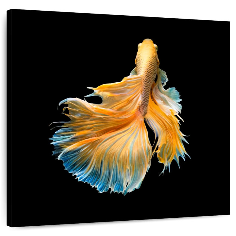 Brampt Yellow Fighter Fish Grandiose, 39" H x 39" W
