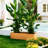 New Design Solid Wood Outdoor Planter Box-908747083-933681820