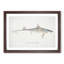 Illustration of a Dogfish by F.E. Clarke - Picture Frame Painting Print-55579276-55579279