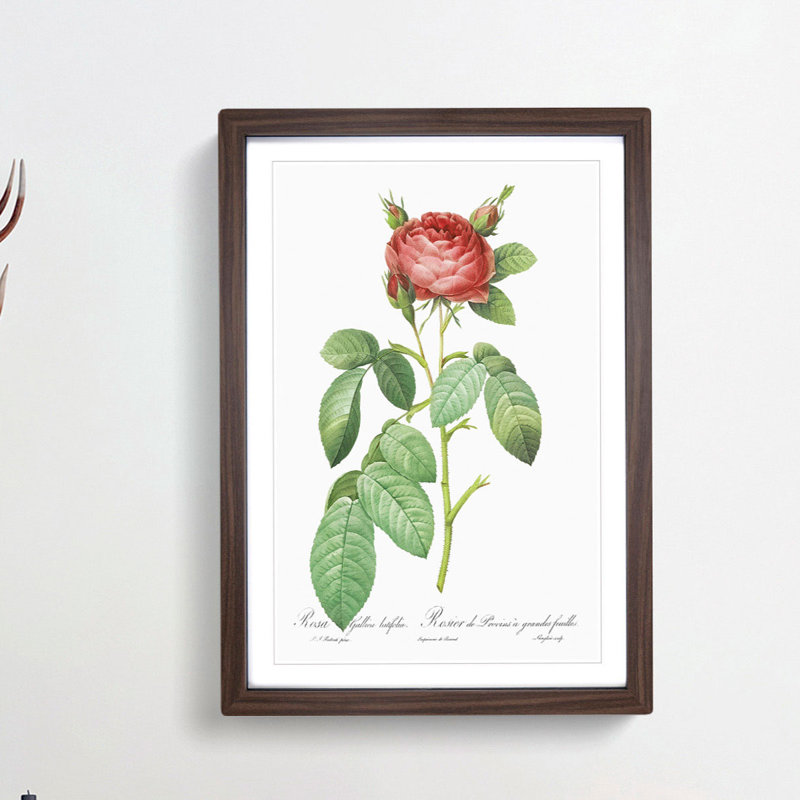 Red Gallic Rose by Pierre-Joseph Redoute - Picture Frame Painting Print, 48cm H x 36cm W x 2cm D, Walnut Framed