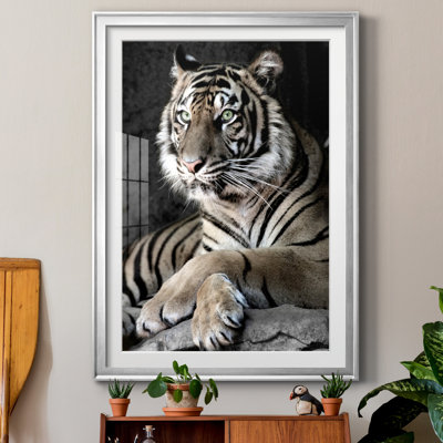 " Sumatran Tiger "