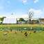 Adriell Walk In Chicken Run-905974994