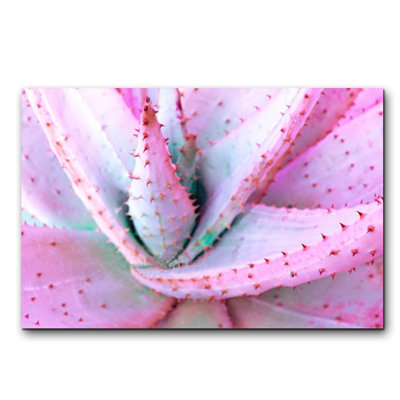 Aloès rose - photographie