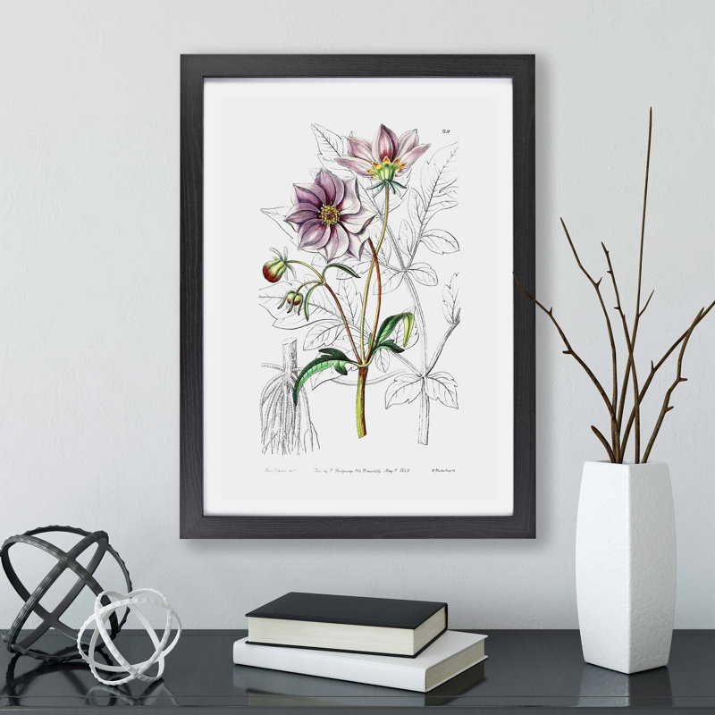 Dahlia Flowers by John William Waterhouse - Framed Print, 33cm H x 45cm W x 2cm D, Black