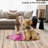 Machine Washable Area Rugs for Living Room Non-Slip Rug Durable Floor Carpet Easy-Cleaning Rug-716546296