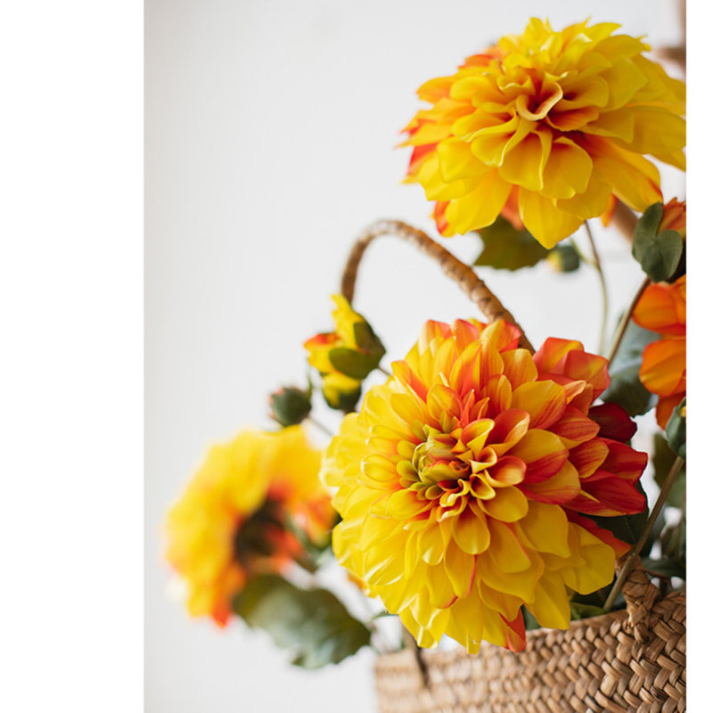 Tige de dahlia, Orange / jaune