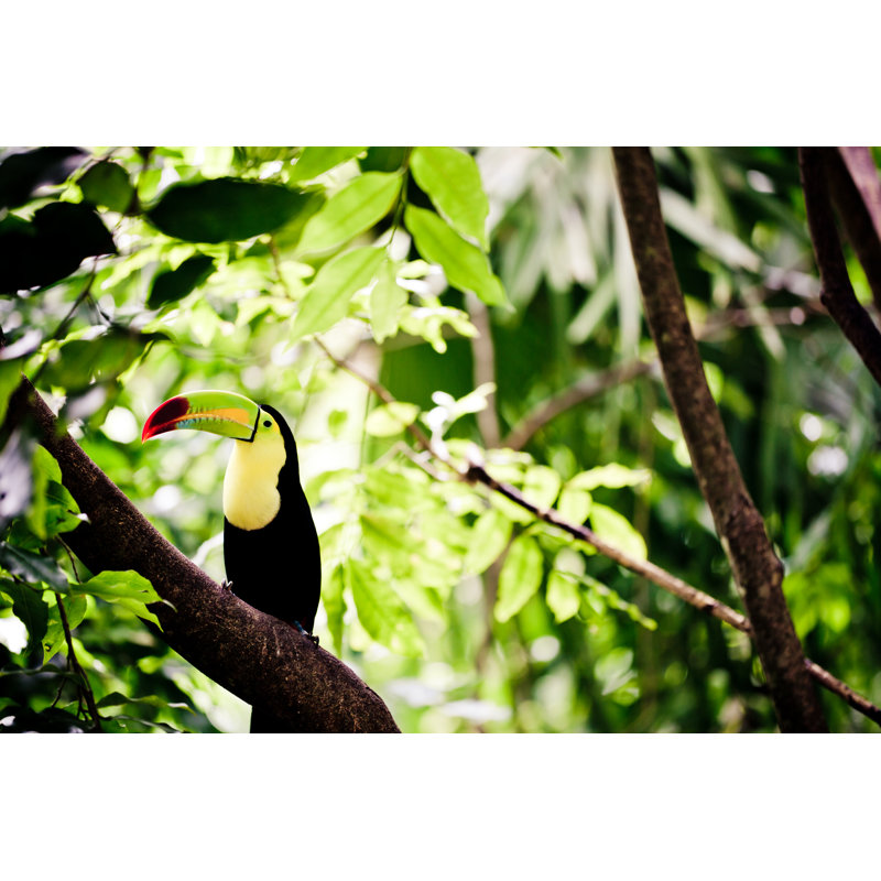 Toucan by MmeEmil - Wrapped Canvas Print, 51cm H x 76cm W x 3.8cm D