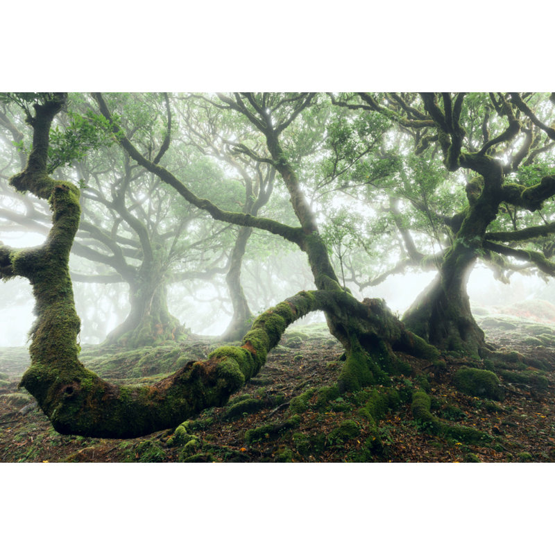 Wrapped Canvas Print, 50.8cm H x 76.2cm W