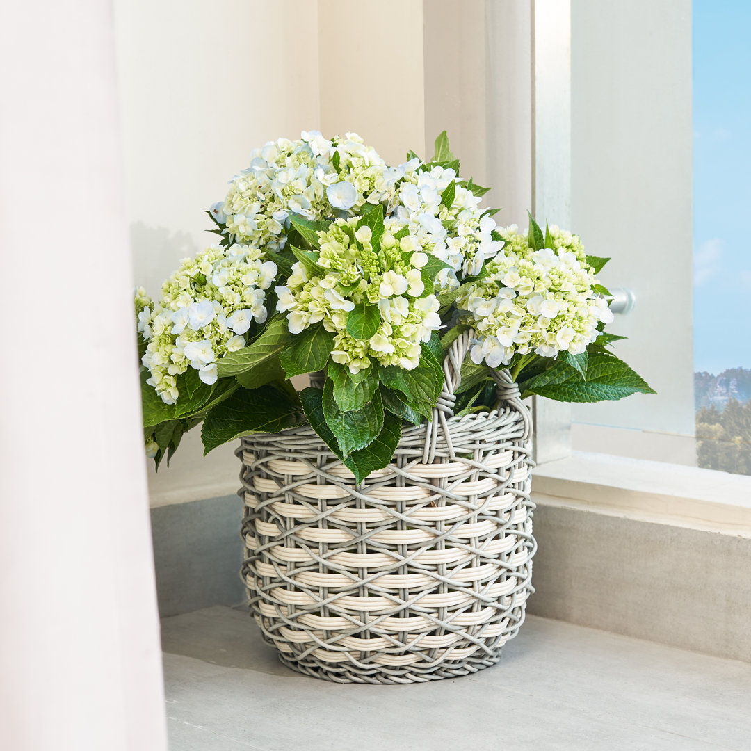 Wicker General Basket Bay Isle Home™ 