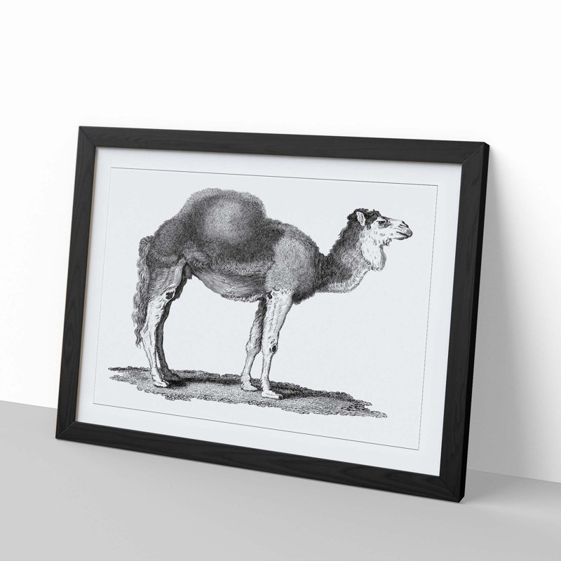 Arabian Camel In Black And White by George Shaw - Single Picture Frame Print, 24cm H x 33cm W x 2cm D, Black Framed