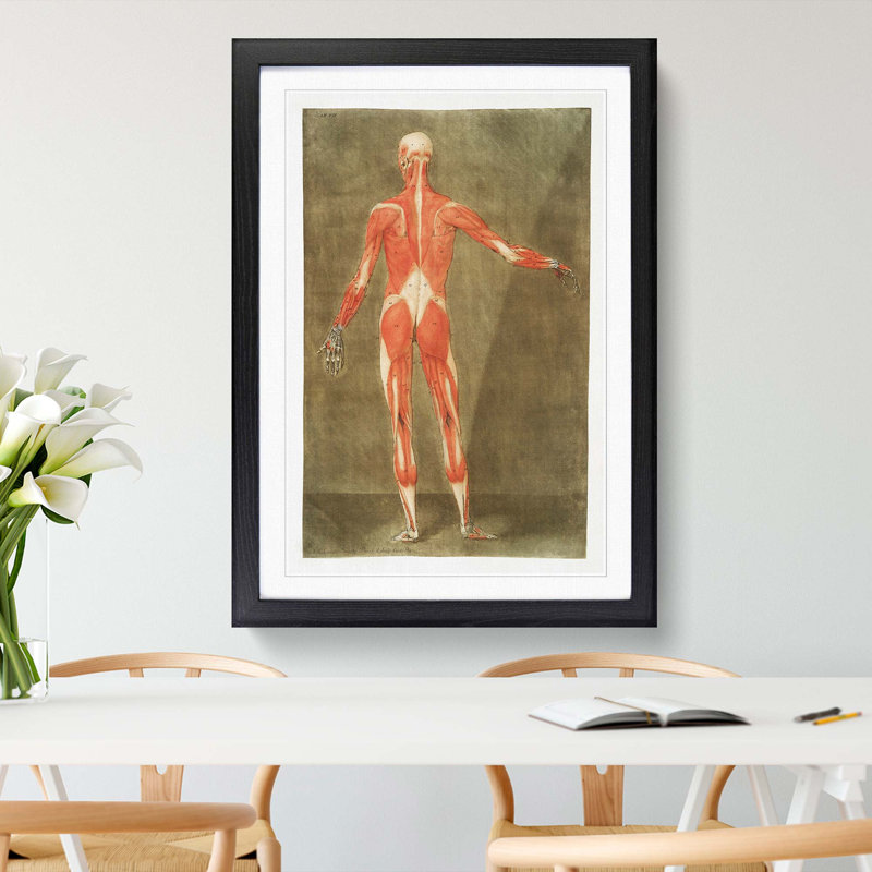 Anatomical Illustration of a Male No. 5 by Gautier-Dagoty - Picture Frame Painting Print, 36cm H x 27cm W x 2cm D