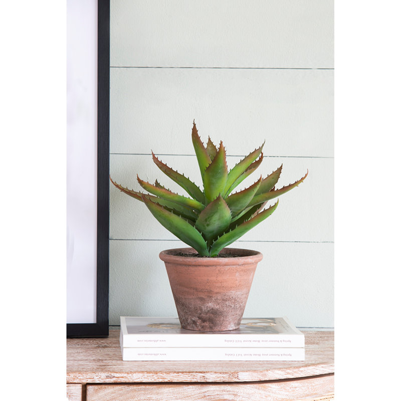 Cactus moelleux en pot
