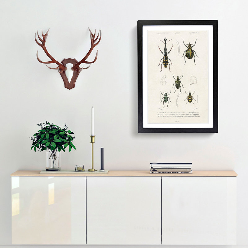 Beetle Illustrations PL.9 by Charles D'Orbigny Framed Print, Black Framed, 33cm H x 24cm W x 2cm D