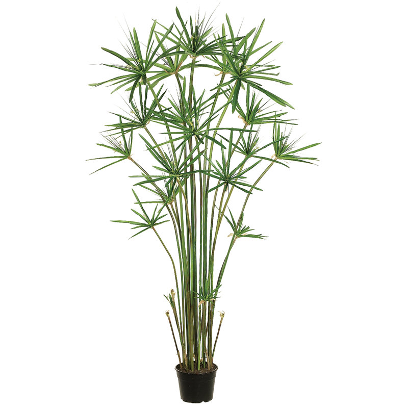 Cyprès dans une doublure de pot