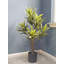 Arbre Dracaena artificiel Keil en pot-548986198