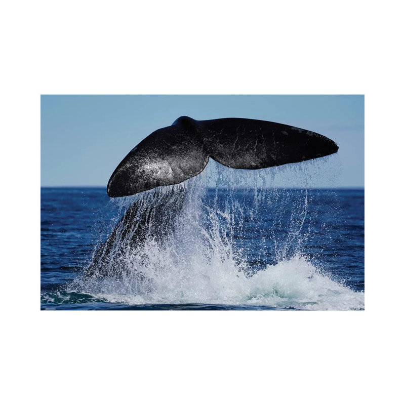 Southern Right Whale Tail Slapping, Peninsula Valdez, Argentina II by Hiroya Minakuchi - Wrapped Canvas Print