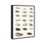 «Twenty Tropical Shells», impression sur toile-63605764-63605765