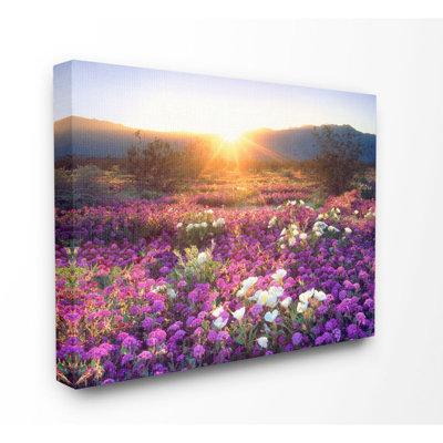 «Dune Wildflowers at Sunset», photographie