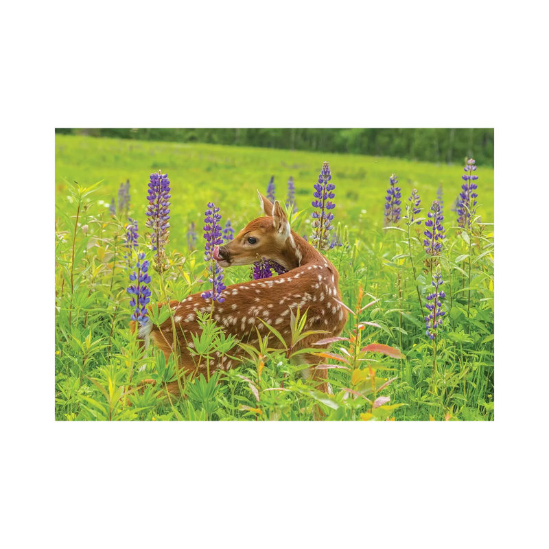 USA, Minnesota, Pine County. Captive Fawn. by Jaynes Gallery - Wrapped Canvas Gallery-Wrapped Canvas Giclée