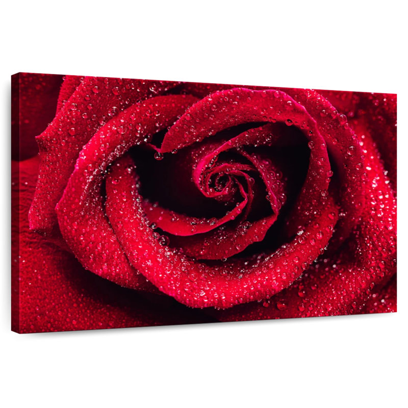 Gouttelettes Harnek sur rose rouge, H 16 po x l 24 po