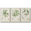 "Antique Ammond Botanical I", reproduction sur toile 3 pièces-91887861-91887856