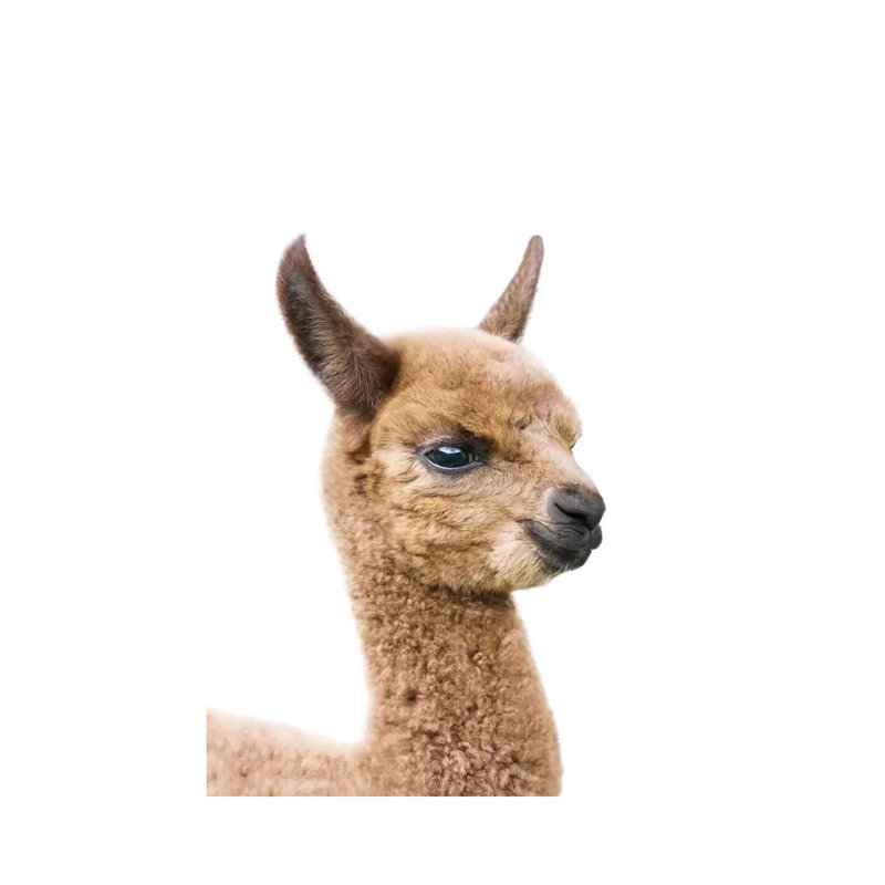 Baby Llama by Sisi & Seb - Gallery-Wrapped Canvas Giclée on Canvas, Canvas, 20.32 cm H x 30.48 cm W