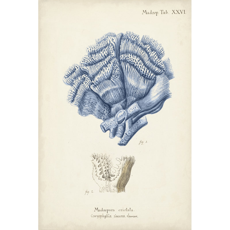 Antique Coral in Navy II by Johann Esper - Wrapped Canvas Painting, Wrapped Canvas, 122cm H x 81cm W