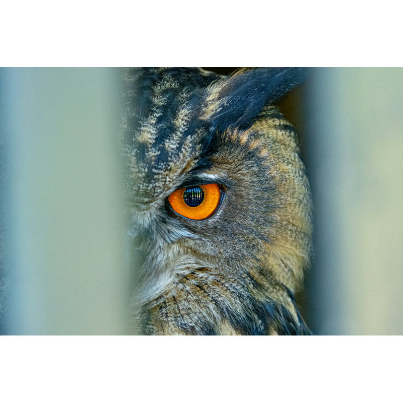 Eagle Owl by JPPeterson - Wrapped Canvas Print, 30cm H x 46cm W