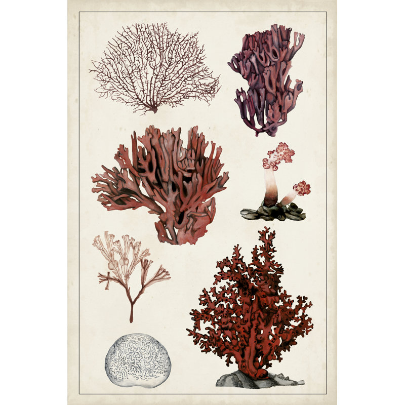 Antique Coral Study II by Naomi McCavitt - Painting on Canvas, 46 cm H x 30 cm W, Wrapped Canvas