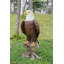 Statue aigle à tête blanche sur souche-23542752