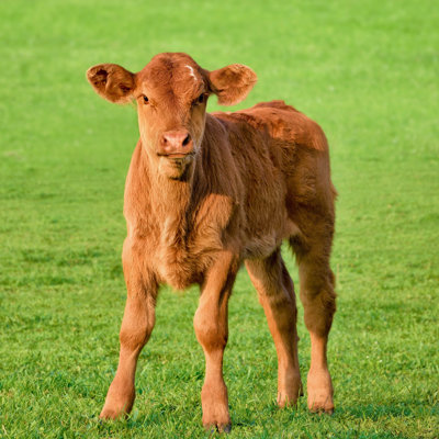 Happy Calf On A Meadow by Smileus - Wrapped Canvas Print