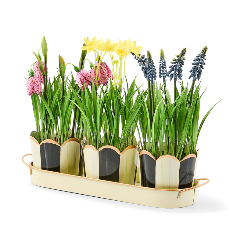 Courtly Stripe Triple Potted Blooms