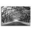 «Wormsloe Inf Light» par Mike Jones-22438181