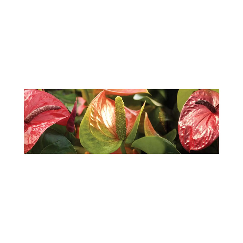 Close-Up Of Anthurium Plant I - Wrapped Canvas Panoramic Print, 30.48 cm H x 91.44 cm W x 1.91 cm D