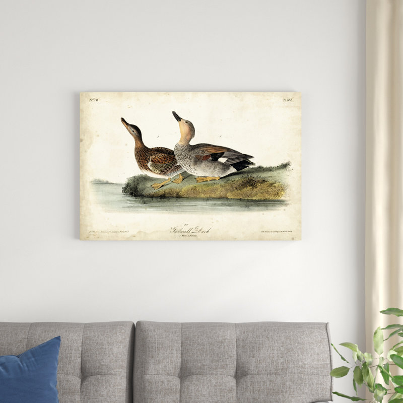 «Audubon Ducks VI» par James Audubon - peinture sur toile tendue, H 24 po x l 36 po x P 1,25 po